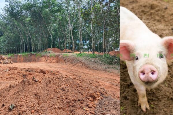 ചിതറ പഞ്ചായത്തിൽ ജനവാസ മേഖലയിൽ പന്നി ഫാം ; പ്രതിഷേധവുമായി പ്രദേശവാസികൾ