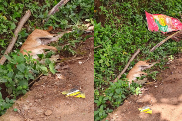 മടത്തറ വളവുപച്ചയിൽ തെരുവ് നായയുടെ ആക്രമണത്തിൽ 3 വയസ്സുകാരിക്ക് ഗുരുതര പരിക്ക്.