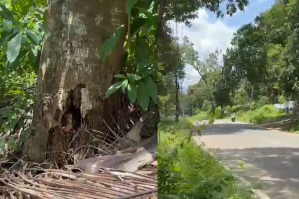ചിതറ പേഴുമൂട് അപകടാവസ്ഥയിൽ വൻ മരം