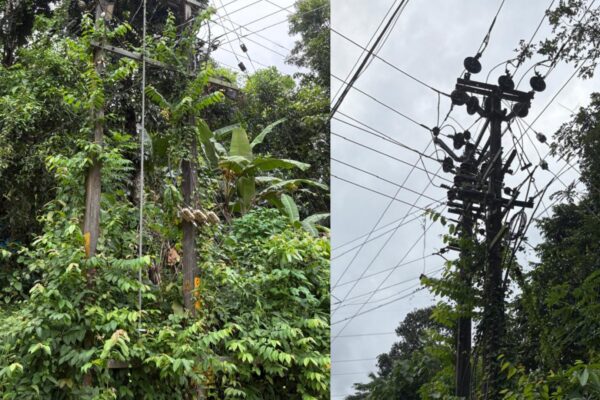 ചിതറ മുതയിലിലെ ഇലക്ട്രിക് പോസ്റ്റിൽ അപകടകരമായി കാട് പിടിച്ച് കിടക്കുന്നു; നടപടി സ്വീകരിക്കുന്നില്ലെന്ന് പരാതി
